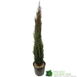 Cupressus Sempervirens 'Totem' Conifer 1m Tall (IT)
