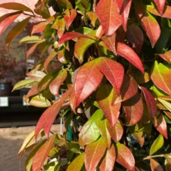 Trachelospermum Jasminoides Arch Trained Jasmine Climber 18Ltr Pot 5 Trachelospermum Jasminoides Arch Trained Jasmine Climber 18Ltr Pot -Hozeelock Store 5021768019641 2