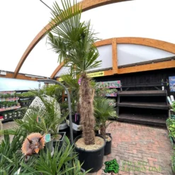 Trachycarpus Fortunei Chusan Palm Tree 3m Tall