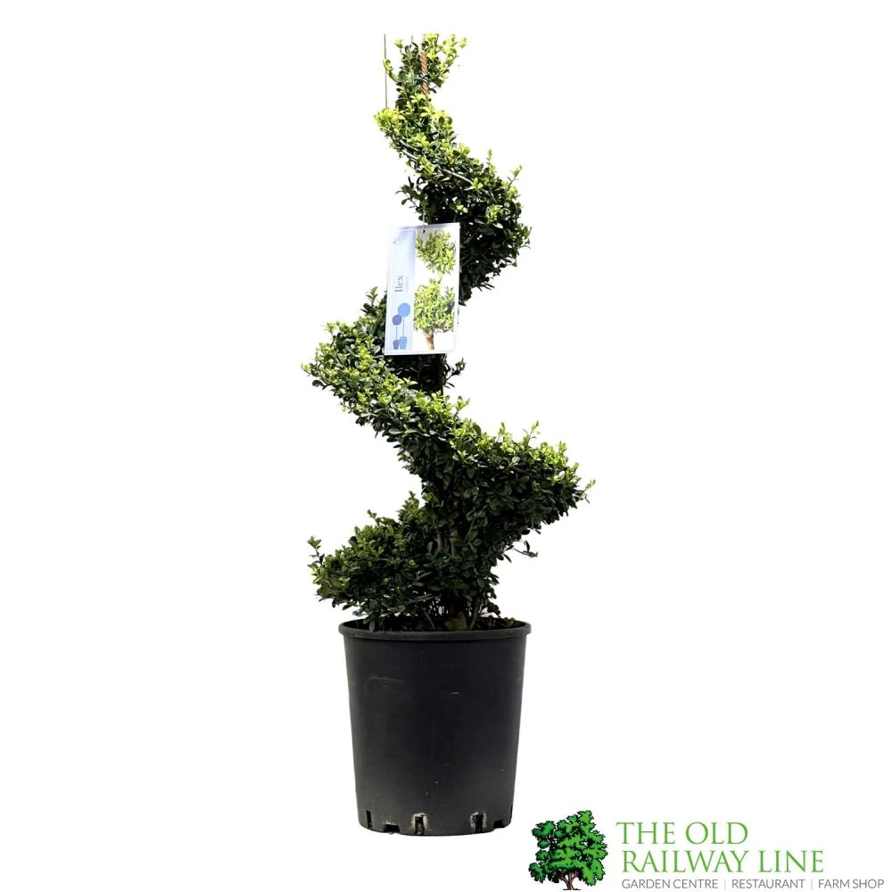 Ilex Crenata Spiral Topiary Plant 100cm Tall 12 Ltr Pot 1 Ilex Crenata Spiral Topiary Plant 100cm Tall 12 Ltr Pot