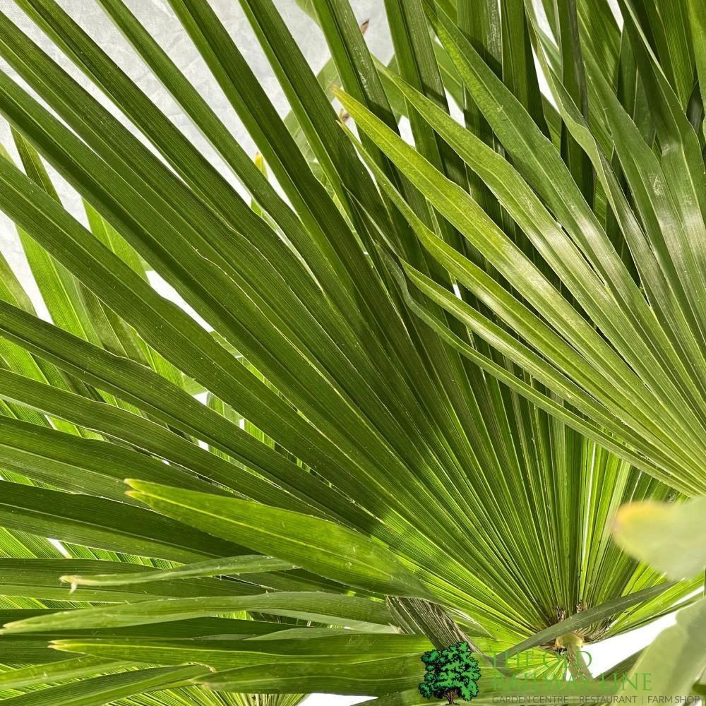 Trachycarpus Fortunei Single Stem 1.7m Tall (IT) 2 Trachycarpus Fortunei Single Stem 1.7m Tall (IT) - Image 2