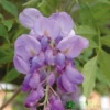 Wisteria Sinensis Climber 1.8m Tall (IT)