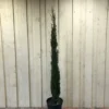 Cupressus Sempervirens 'Totem' Conifer 1.5m Tall (IT)