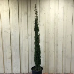 Cupressus Sempervirens 'Totem' Conifer 1.5m Tall (IT)