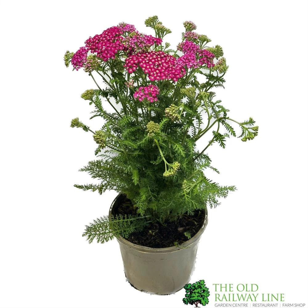 Achillea 'New Vintage Violet' 3Ltr Pot 1 Achillea 'New Vintage Violet' 3Ltr Pot