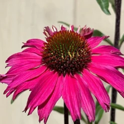 Echinacea 'Sensation Pink' Plant 2 Ltr Pot 5 Echinacea 'Sensation Pink' Plant 2 Ltr Pot -Hozeelock Store 5021768069202 3