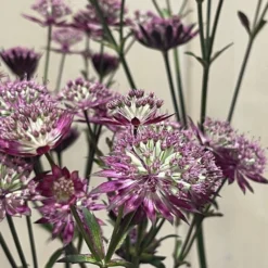 Astrantia 'Star Of Love' Plant 3 Ltr -Hozeelock Store 5021768072080 3