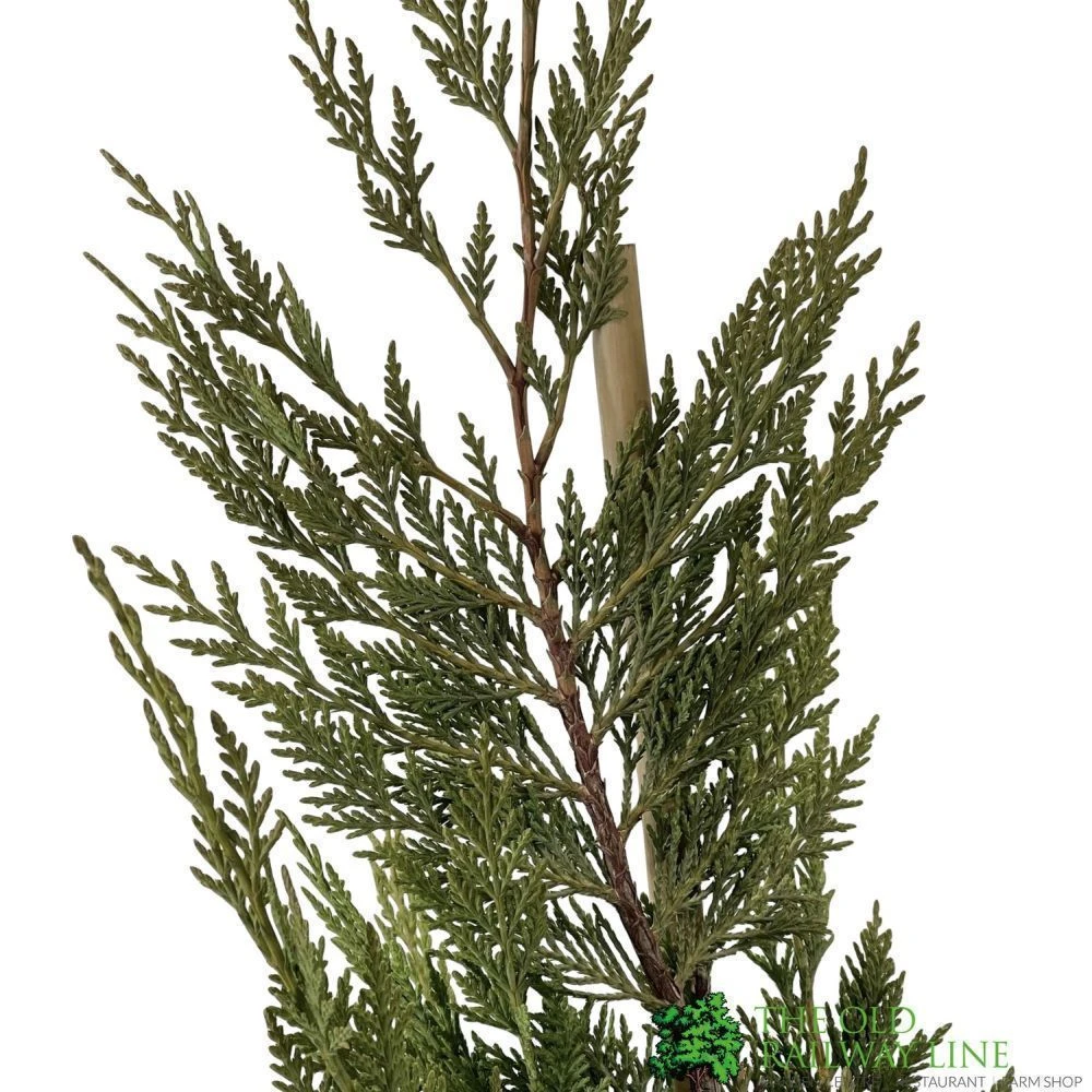 Cupressus Leylandii Conifer Hedging Plant 1.25m Tall (IT) 2 Cupressus Leylandii Conifer Hedging Plant 1.25m Tall (IT) - Image 2