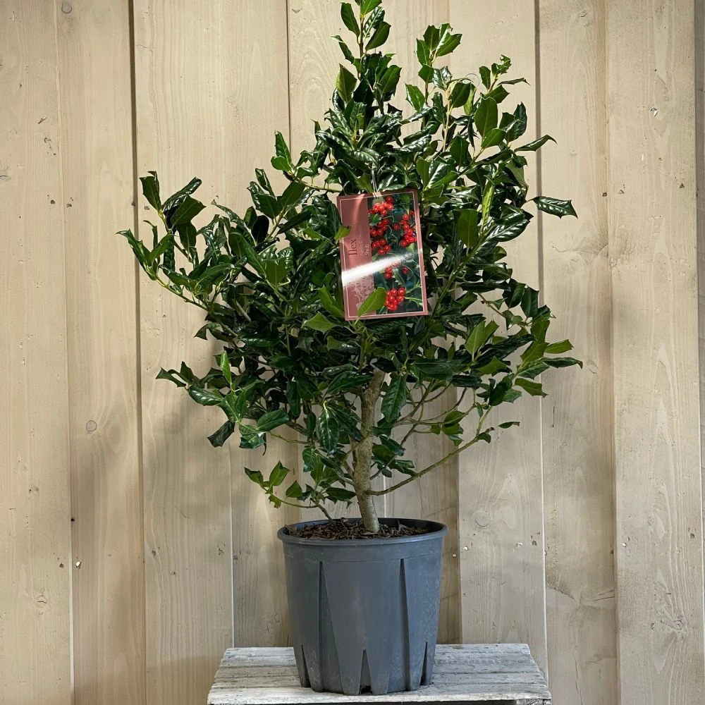 Ilex 'Nellie R.Stevens' Female Holly Bush 10Ltr Pot 2 Ilex 'Nellie R.Stevens' Female Holly Bush 10Ltr Pot - Image 2
