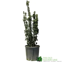 Euonymus Japonicus 'Benkomasaki' 40cm Tall (IT)