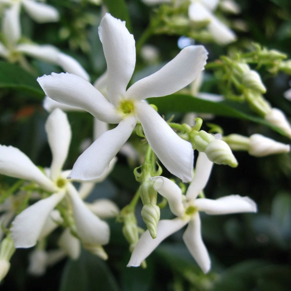Trachelospermum Jasminoides Arch Trained Jasmine Climber 18Ltr Pot 2 Trachelospermum Jasminoides Arch Trained Jasmine Climber 18Ltr Pot - Image 2