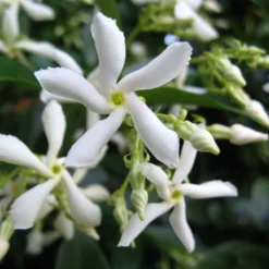 Trachelospermum Jasminoides 'Star Jasmine' Tripod Climber 120cm Tall (IT) 5 Trachelospermum Jasminoides 'Star Jasmine' Tripod Climber 120cm Tall (IT) -Hozeelock Store 5021768087930 2 e192d392 7a65 4b82 b30c 4daa1dd0ffc3