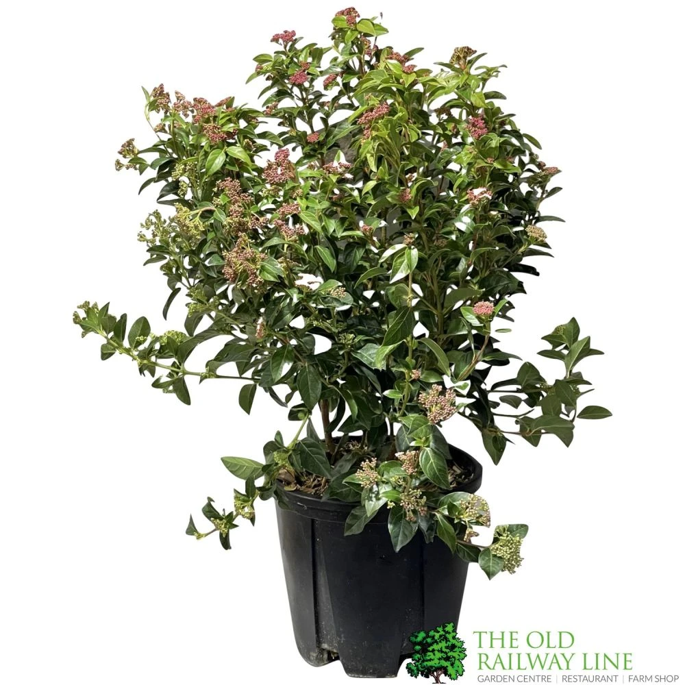 Viburnum Tinus 'Eve Price' Laurustinus Plant 60cm Tall (IT) 1 Viburnum Tinus 'Eve Price' Laurustinus Plant 60cm Tall (IT)