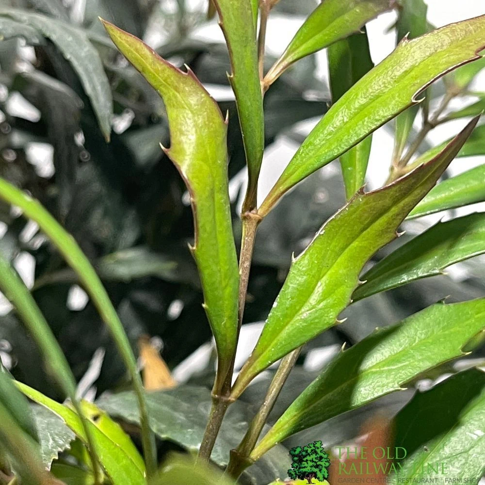 Mahonia 'Narihira' Plant 30cm Tall (IT) 2 Mahonia 'Narihira' Plant 30cm Tall (IT) - Image 2