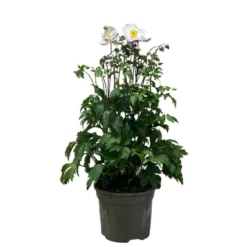 Anemone 'Elfin Swan' 2Ltr Pot