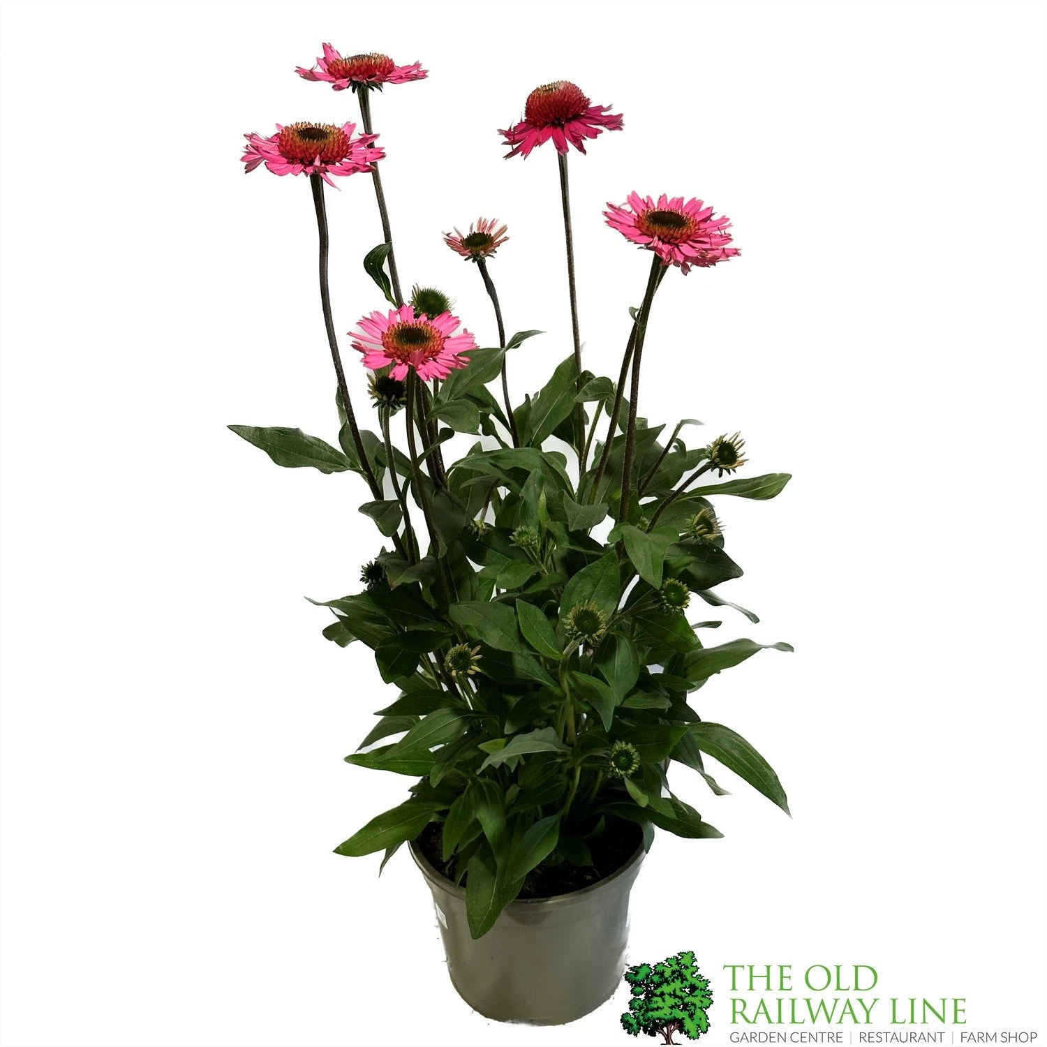 Echinacea 'Delicious Candy' 3Ltr Pot 1 Echinacea 'Delicious Candy' 3Ltr Pot