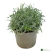 Ficinia 'Ice Crystal' 2Ltr Pot