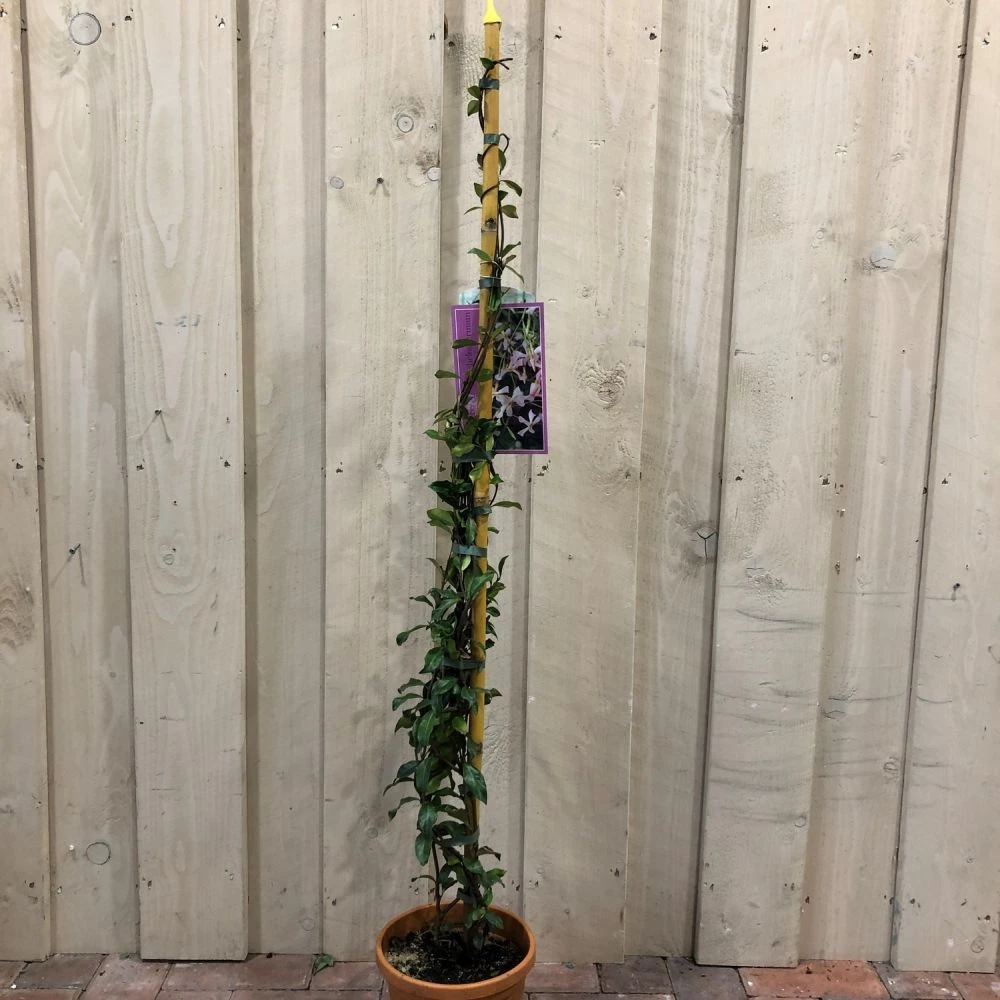 Trachelospermum Asiaticum 'Pink Showers' Climber 1m Tall (IT) 1 Trachelospermum Asiaticum 'Pink Showers' Climber 1m Tall (IT)