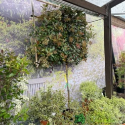 Photinia X Fraseri 'Red Robin' Pleached Form 2m Tall -Hozeelock Store 5021768148341 3