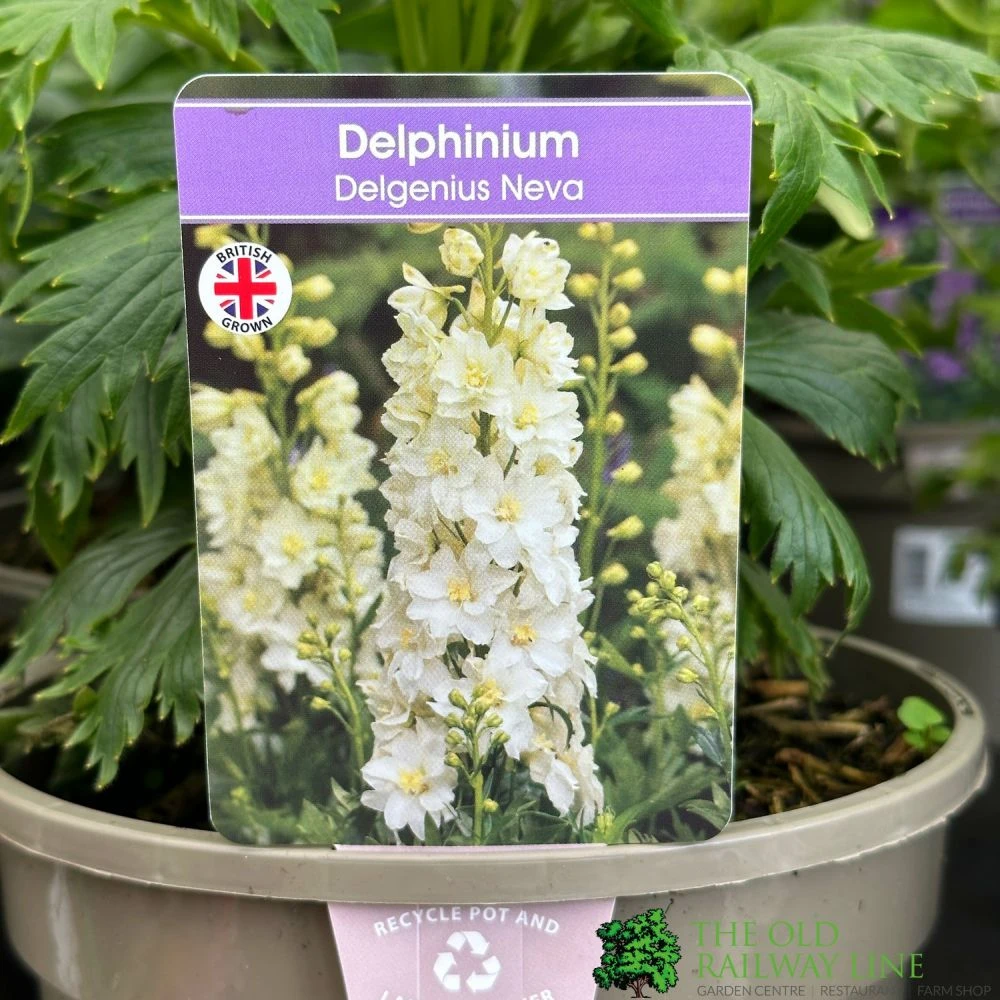 Delphinium 'Delgenius Neva' 3Ltr Pot 1 Delphinium 'Delgenius Neva' 3Ltr Pot