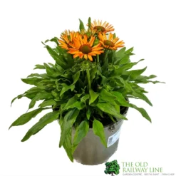 Echinacea 'Prima Saffron' 3Ltr Pot