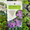 Clemetis Viticella 'Polish Spirit' Climber 3Ltr Pot