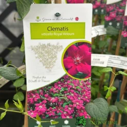 Clematis Viticella 'Royal Velours' Climber 3Ltr Pot
