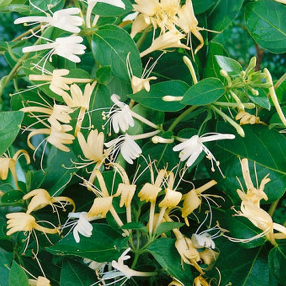 Lonicera Japonica 'Halliana' Honeysuckle Climbing Plant 3Ltr Pot 1 Lonicera Japonica 'Halliana' Honeysuckle Climbing Plant 3Ltr Pot