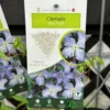 Clematis 'Blue Angel' Climber 2Ltr Pot