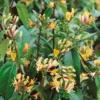 Lonicera Japonica 'Copper Beauty' 3Ltr Pot
