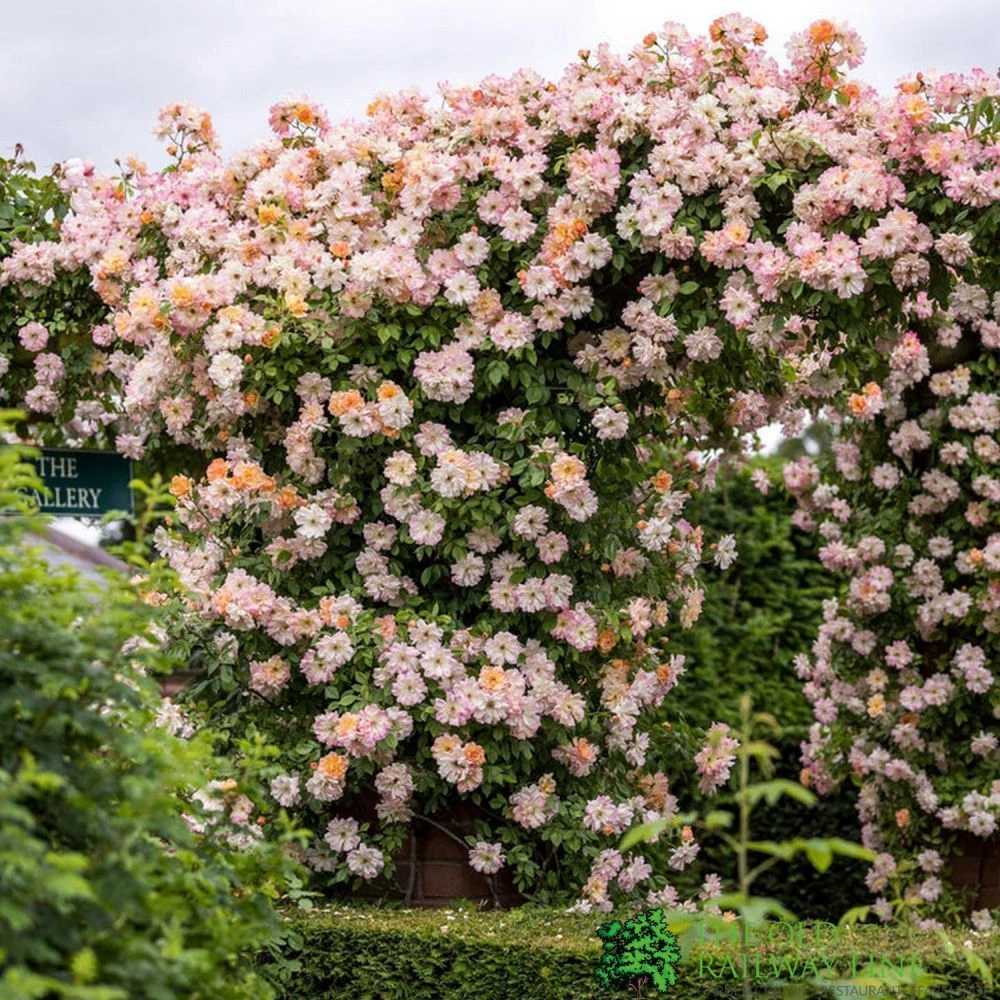 David Austin 'Phyllis Bide'Apricot Pink Rambling Rose 6Ltr Pot 1 David Austin 'Phyllis Bide'Apricot Pink Rambling Rose 6Ltr Pot