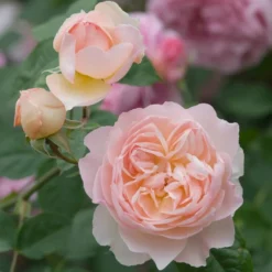 David Austin 'Gentle Hermione' Pink English Rose 6Ltr Pot -Hozeelock Store 5031825016971 4