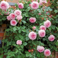 David Austin 'James Galway' Light Pink English Climbing Rose 6Ltr Pot -Hozeelock Store 5031825017275 2