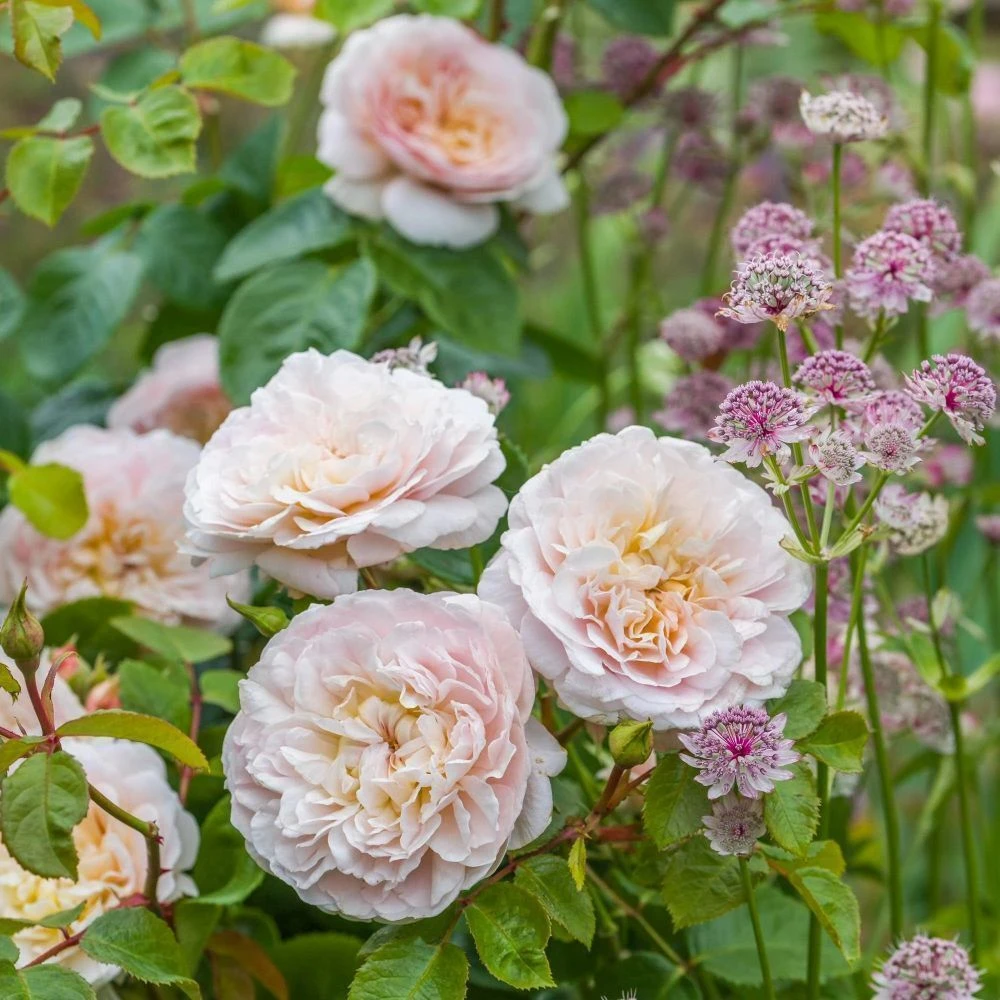 David Austin 'Emily Brontë' Pink English Rose 6Ltr Pot 5 David Austin 'Emily Brontë' Pink English Rose 6Ltr Pot - Image 5