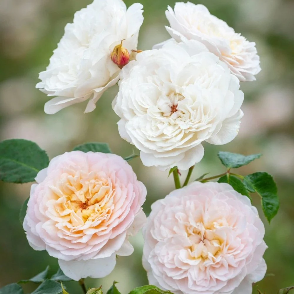 David Austin 'Emily Brontë' Pink English Rose 6Ltr Pot 1 David Austin 'Emily Brontë' Pink English Rose 6Ltr Pot