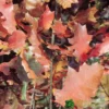 Red Oak Tree 'Quercus Rubra' 12Ltr Pot