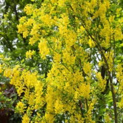 Laburnum Anagyroides ‘Yellow Rocket’ 12Ltr Pot