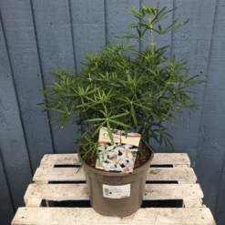 Choisya ? Dewitteana 'White Dazzler' Mexican Orange Plant 3Ltr Pot