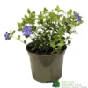 Vinca Minor 'Ralph Shugart' Plant 2Ltr Pot