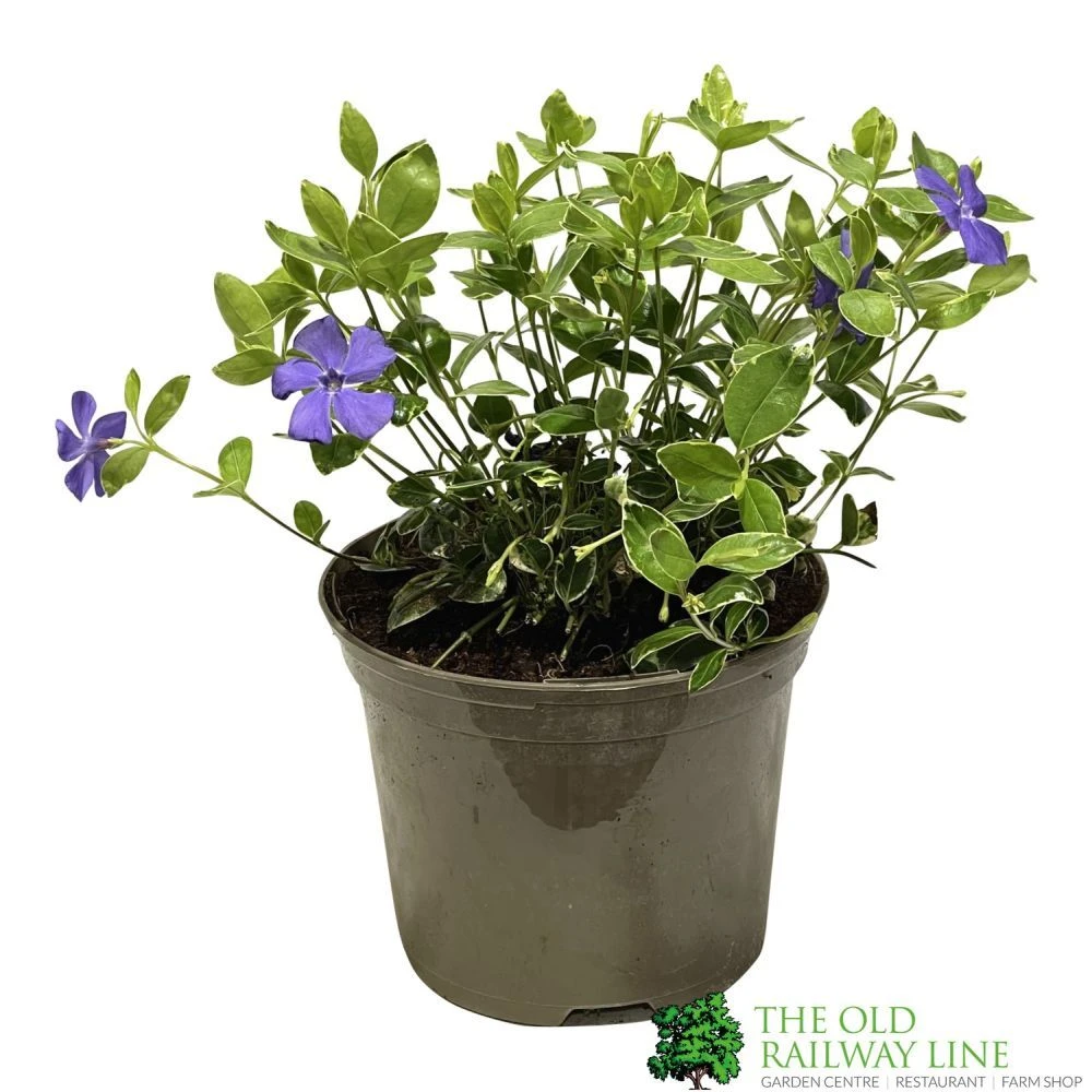 Vinca Minor 'Ralph Shugart' Plant 2Ltr Pot 1 Vinca Minor 'Ralph Shugart' Plant 2Ltr Pot