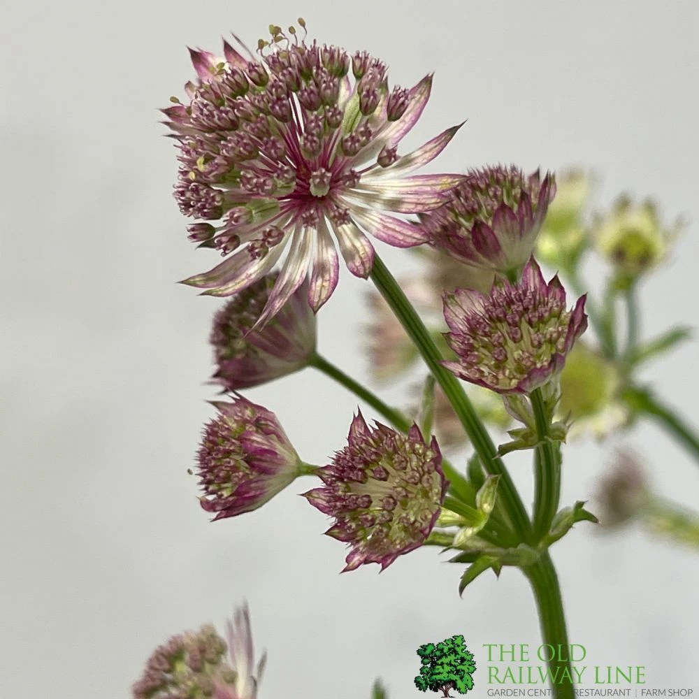 Astrantia 'Star Of Beauty' 2Ltr Pot 1 Astrantia 'Star Of Beauty' 2Ltr Pot