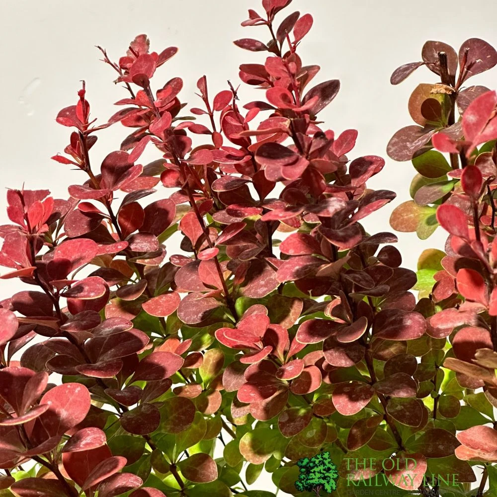 Berberis 'Orange Rocket' Japanese Barberry Plant 3 Ltr Pot 2 Berberis 'Orange Rocket' Japanese Barberry Plant 3 Ltr Pot - Image 2