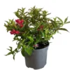 Weigela 'All Summer Red' Plant 3Ltr Pot