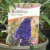 Buddleja Buzz 'Indigo' Plant 3Ltr Pot