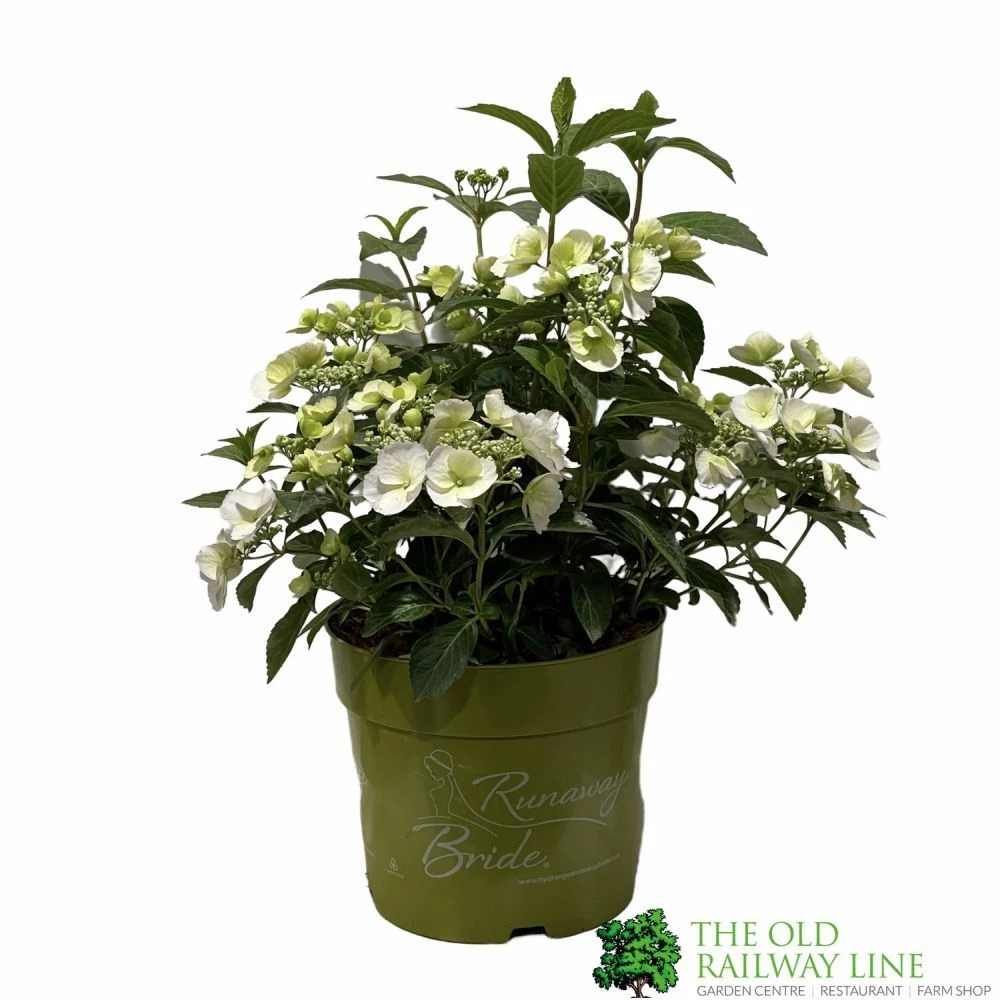 Hydrangea 'Runaway Bride' Plant 3Ltr Pot 1 Hydrangea 'Runaway Bride' Plant 3Ltr Pot