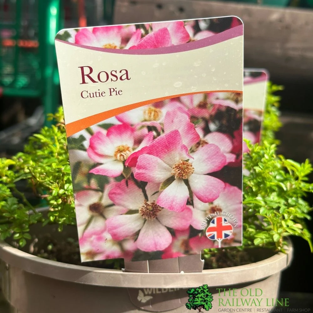 Pink Ground Cover Rose 'Rosa Cutie Pie' 3Ltr Pot 1 Pink Ground Cover Rose 'Rosa Cutie Pie' 3Ltr Pot