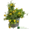 Clematis 'Little Lemons' Climber 3Ltr Pot