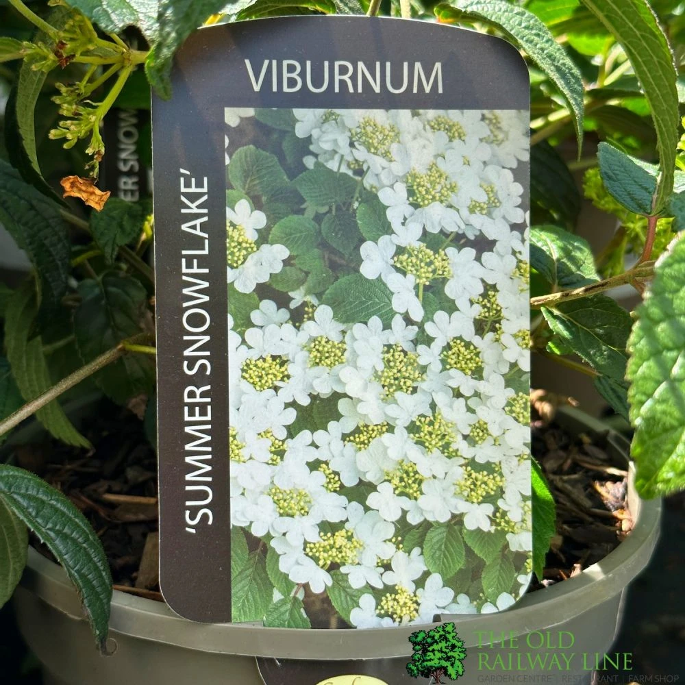 Viburnum 'Summer Snowflake' 3Ltr Pot 1 Viburnum 'Summer Snowflake' 3Ltr Pot