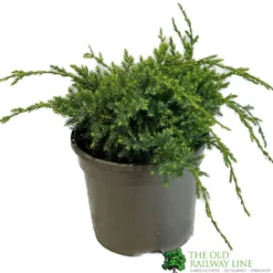 Juniper 'Holger' 3Ltr Pot