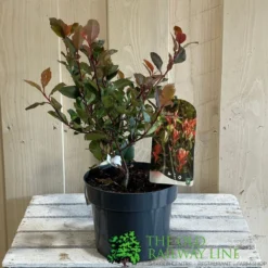 Photinia X Fraseri 'Little Red Robin' 3Ltr Pot (NL) 5 Photinia X Fraseri 'Little Red Robin' 3Ltr Pot (NL) -Hozeelock Store 5055286310355 2